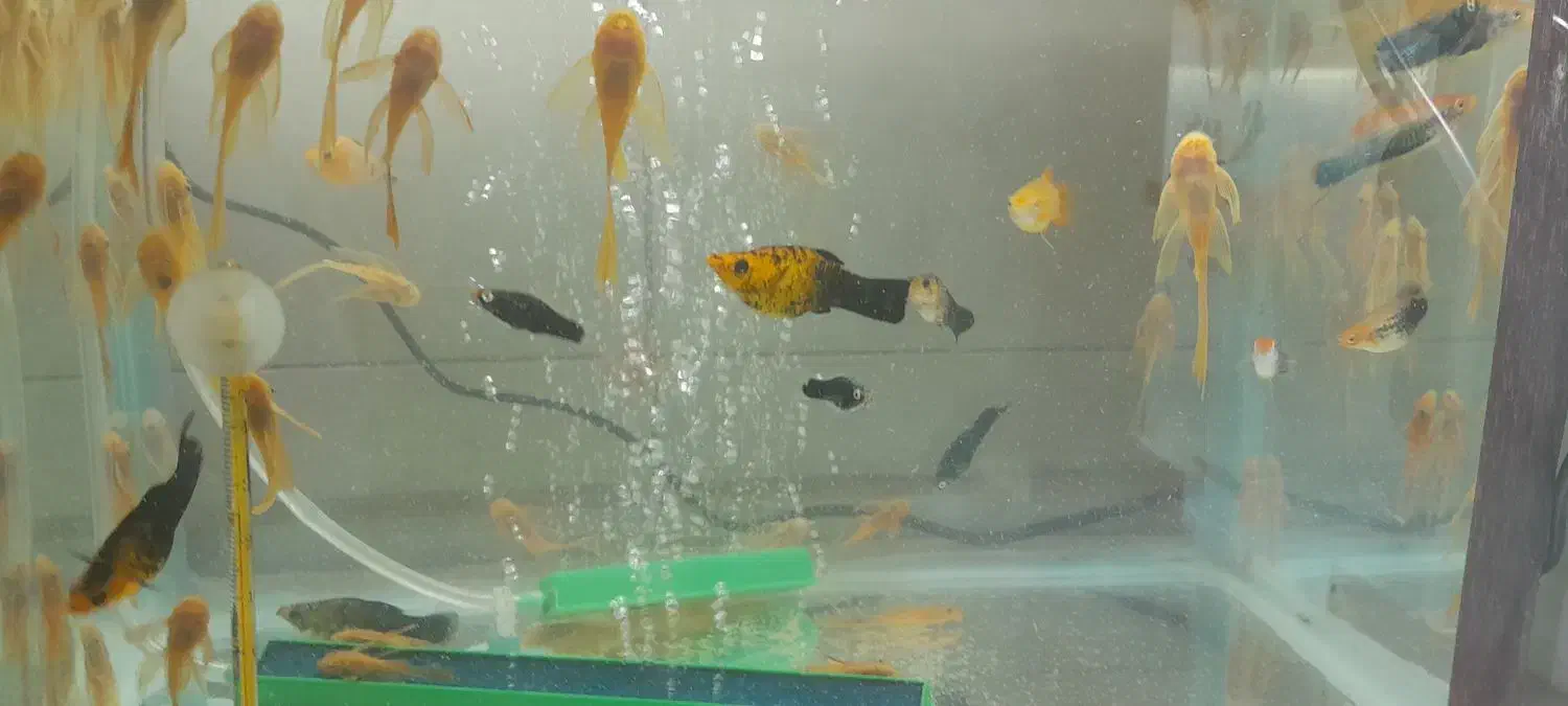 انواع کت ۱۰۰۰۰۰تومان|ماهی|تهران, تهرانسر غربی|دیوار