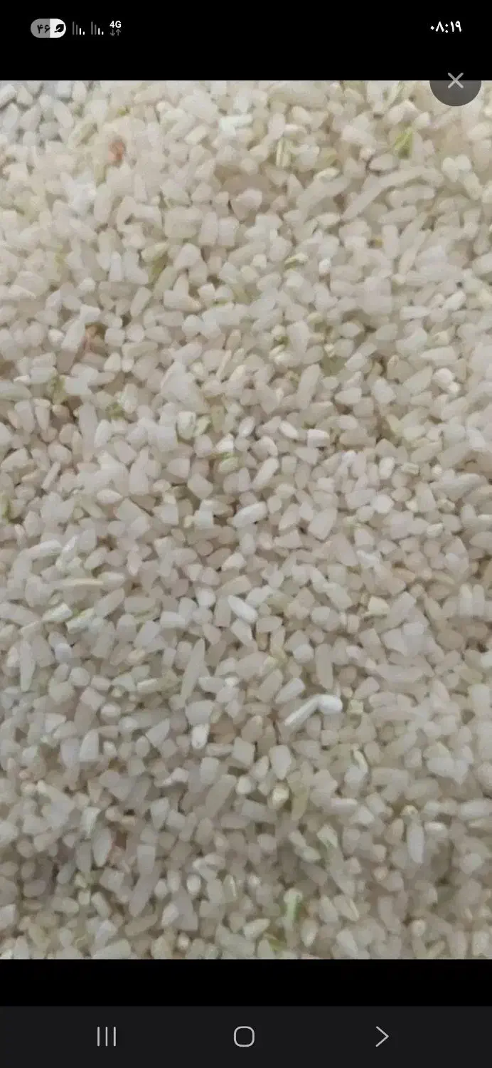 برنج محلی سالم بوجاری شده درروستا|عمده‌فروشی|دورود, |دیوار