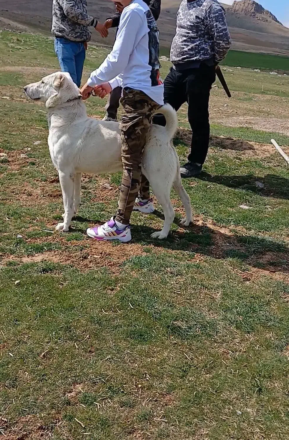 سگ گمشده|حیوانات|سنقر, |دیوار