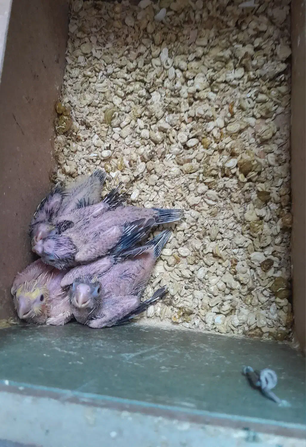 عروس هلندی|پرنده|مهریز, |دیوار