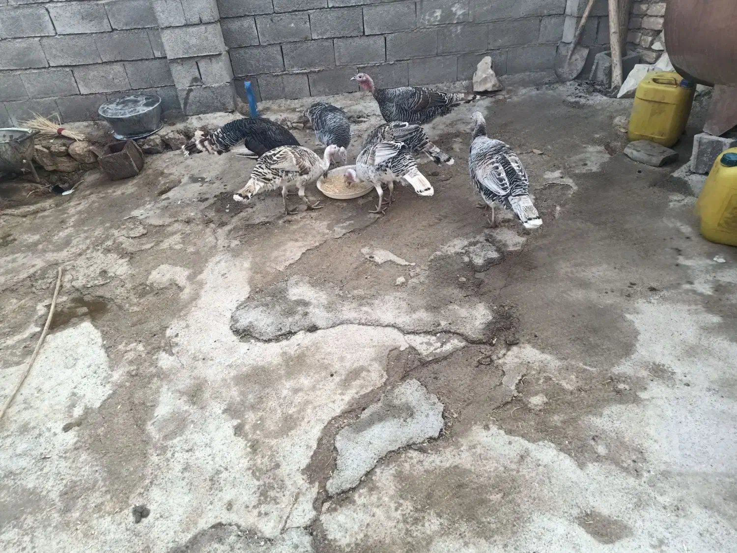 فروش بوقلمون|پرنده|روانسر, |دیوار