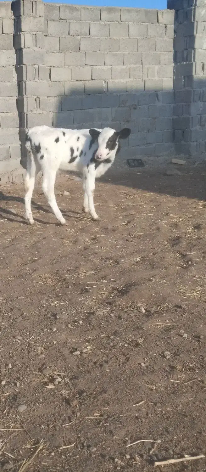 گوساله‌نر|حیوانات مزرعه|تربت جام, میان جام|دیوار