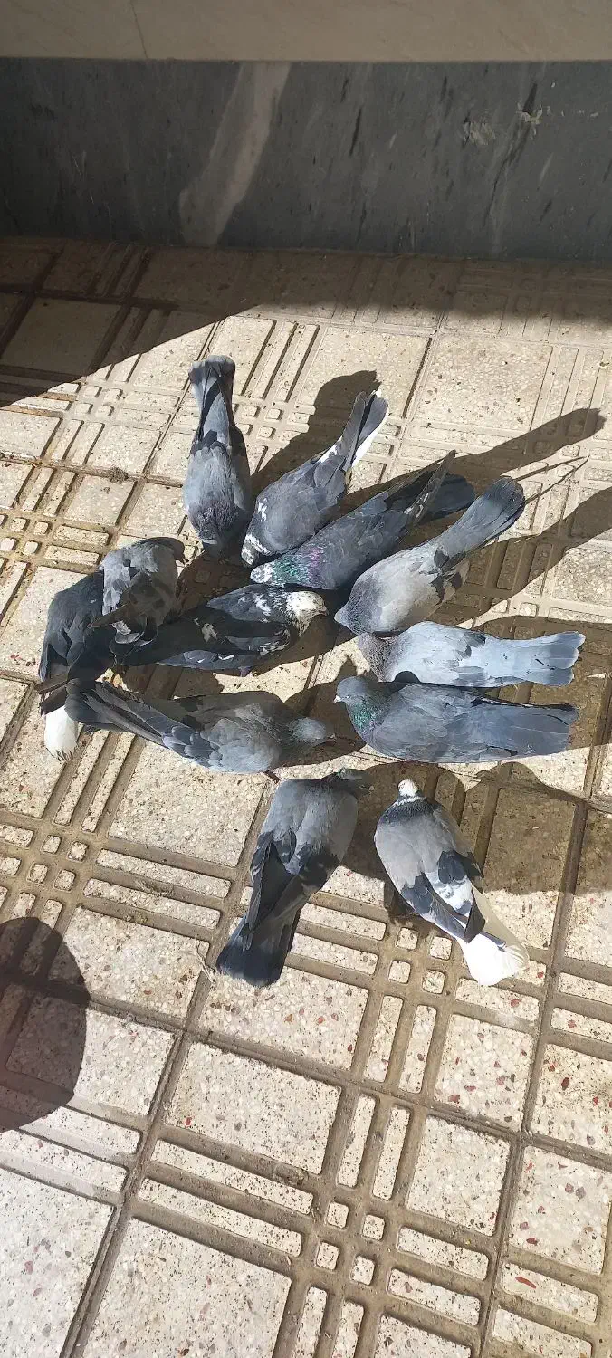 کبوتر|پرنده|فرخ‌شهر, |دیوار