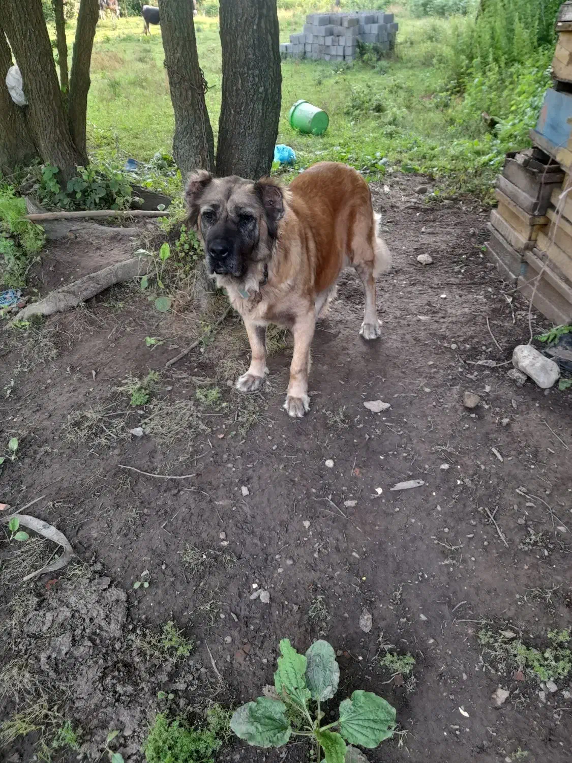 سگ سراب نر و ماده ذات قدیم.|سگ|رشت, حومه رشت|دیوار