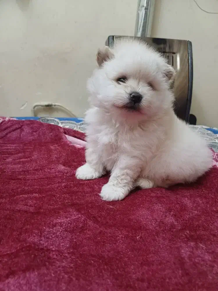 پامر خرسی سایز کوچولو|سگ|اردبیل, |دیوار