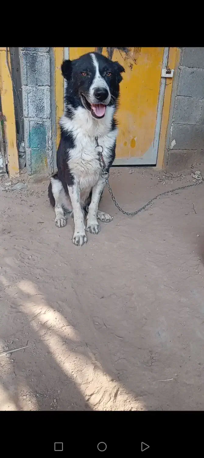 سگ گله ای|سگ|سعدآباد, |دیوار