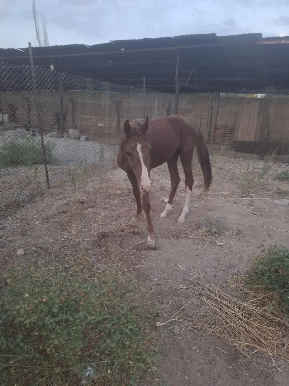 کره نریان|اسب و تجهیزات اسب‌سواری|رباط‌کریم, انجم آباد|دیوار