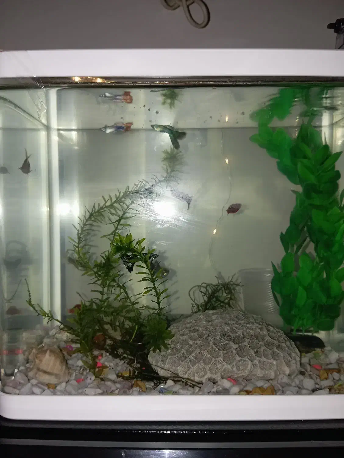 ماهی گوپی|ماهی|بندرعباس, |دیوار