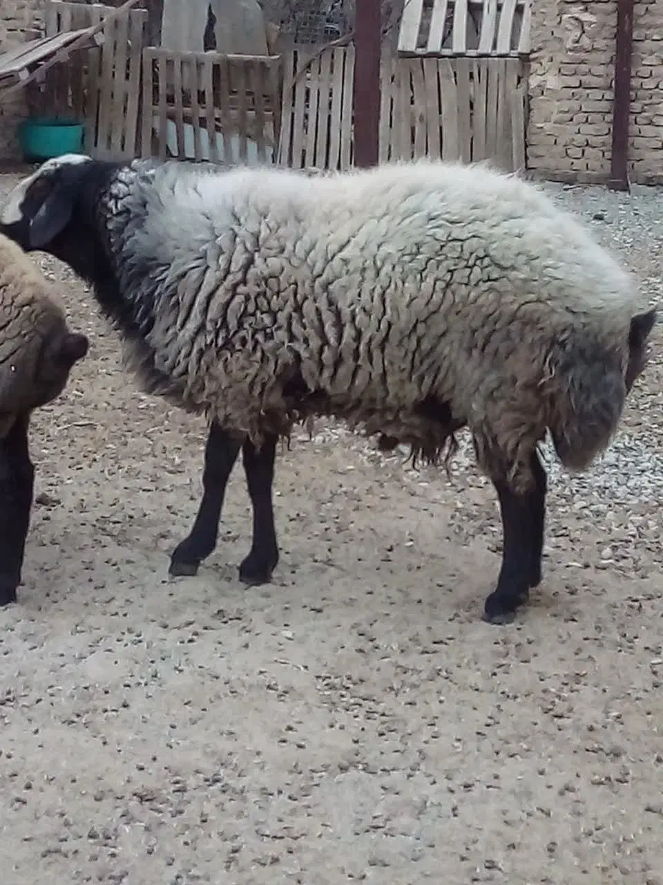 بره نر|حیوانات مزرعه|ماهدشت, |دیوار