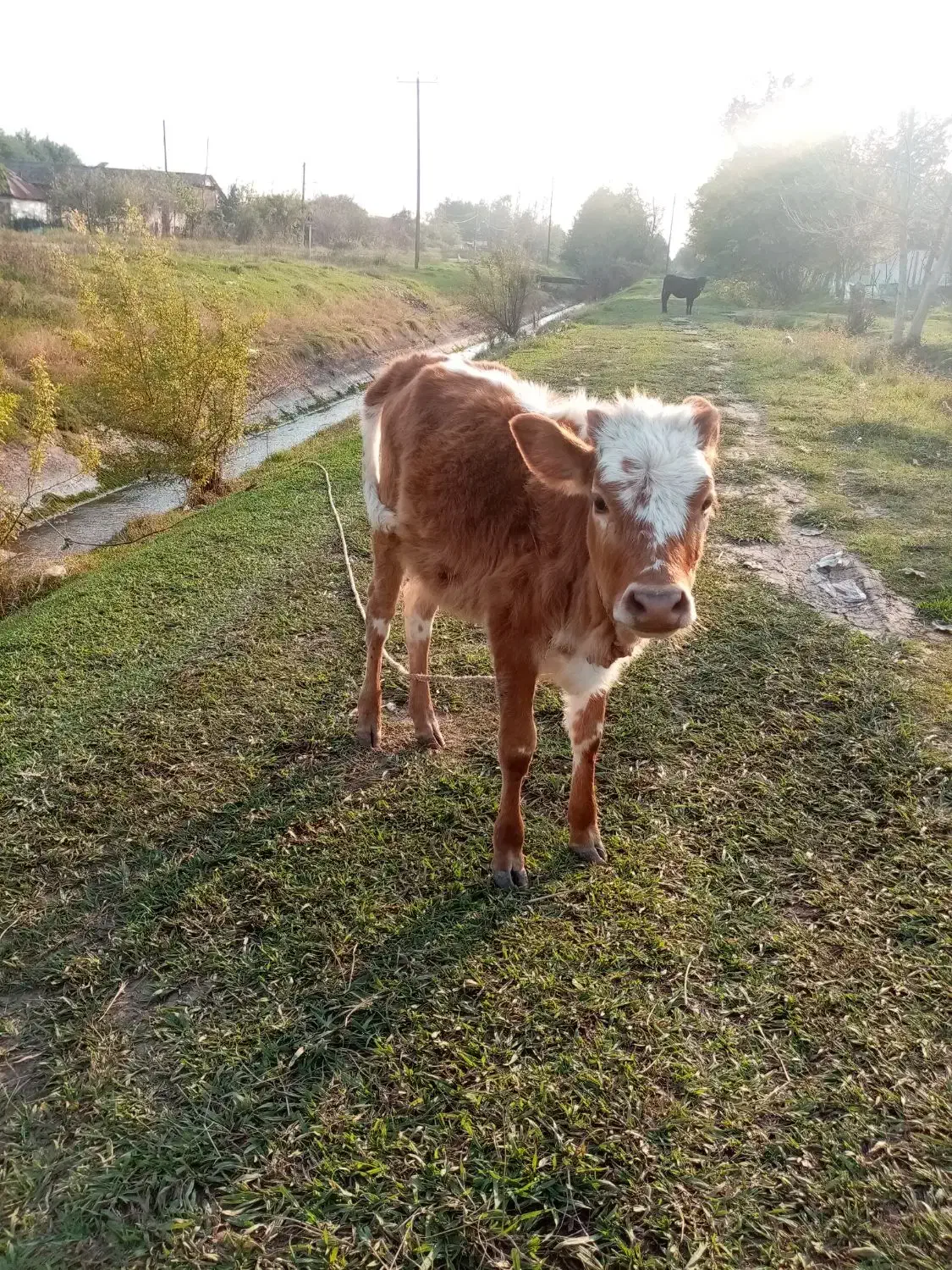 گاو لیشه|حیوانات مزرعه|صومعهسرا, |دیوار