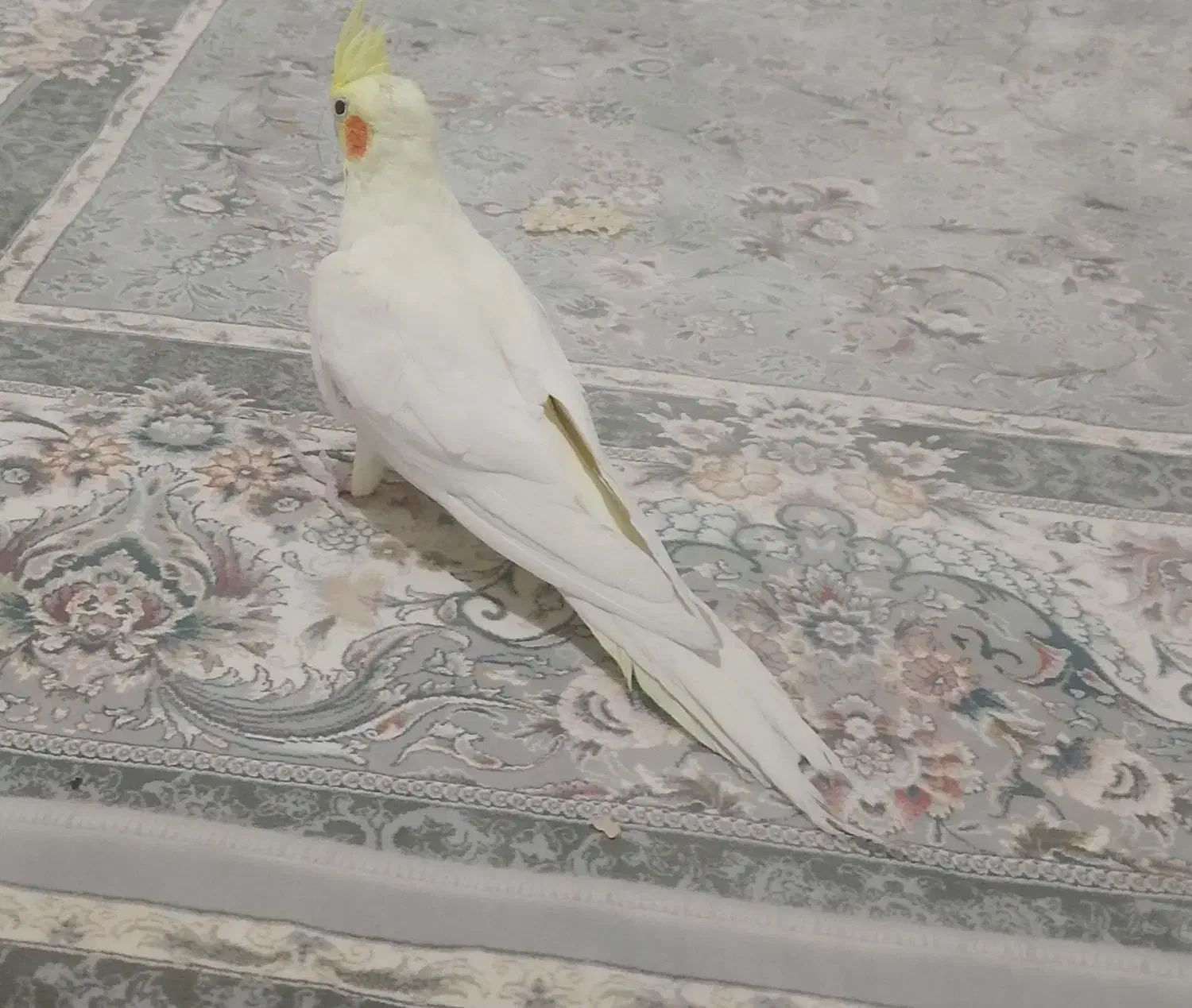 عروس هلندی ماده|پرنده|کامیاران, |دیوار