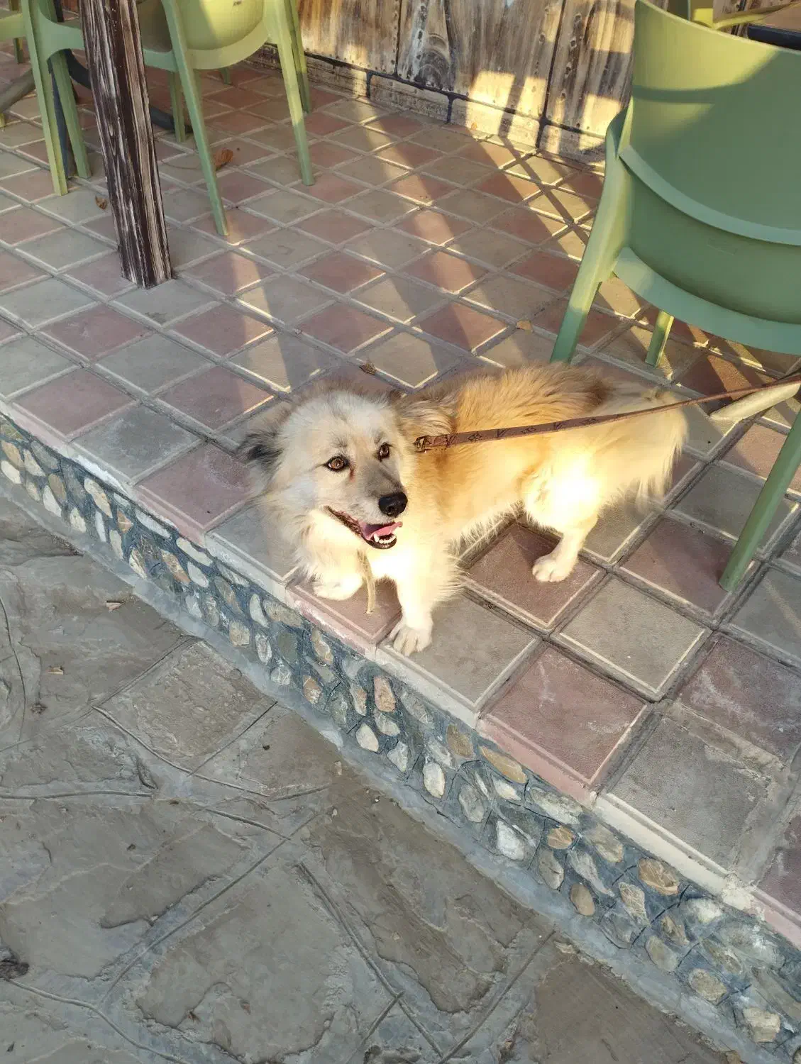 حیوانات|سگ|سنندج, |دیوار