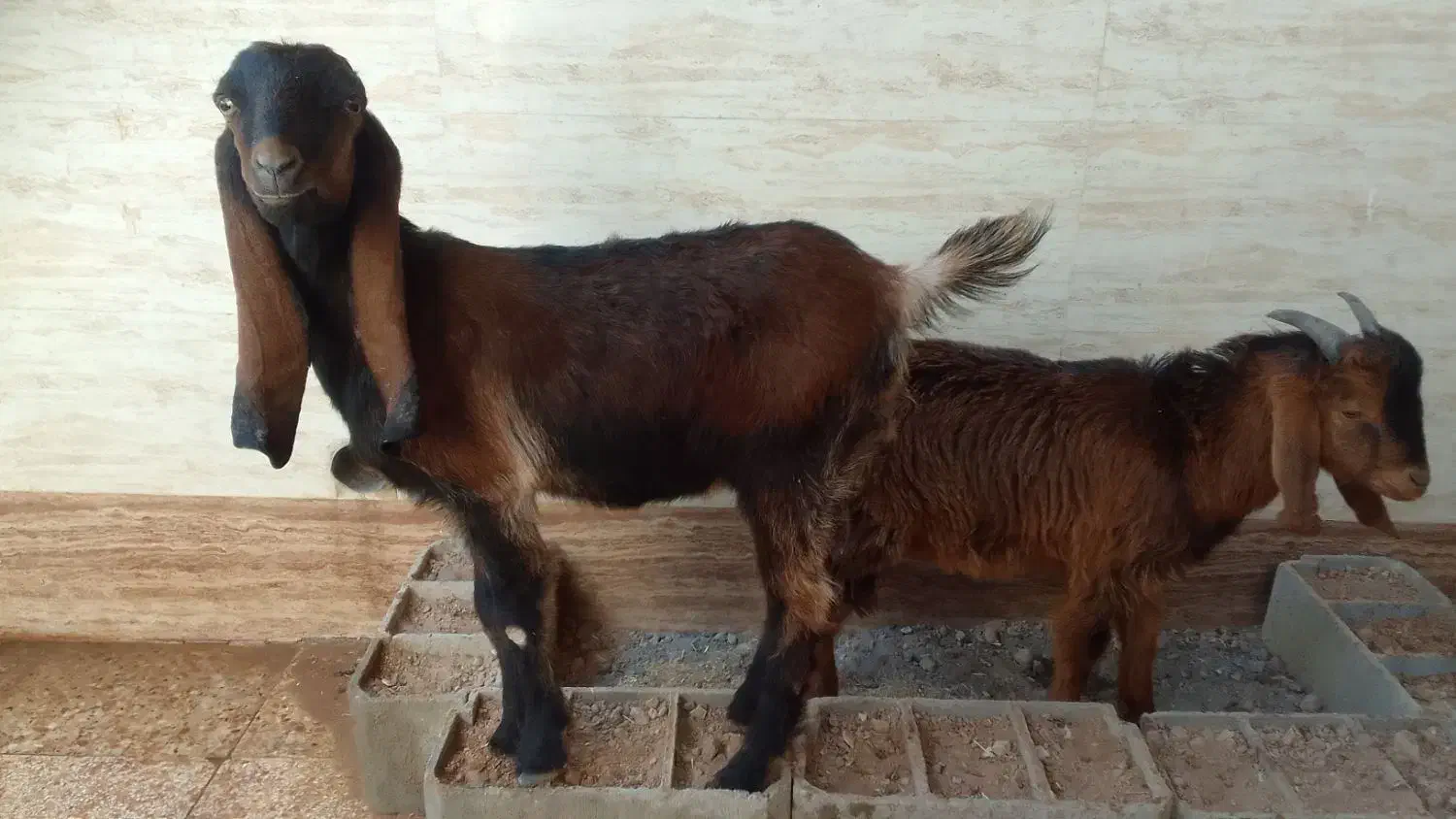 فروش بز افغانی|حیوانات مزرعه|حمیدیه, |دیوار