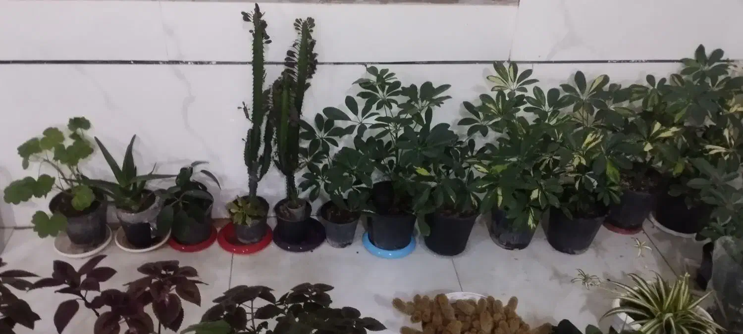 گلهای سالم|گل و گیاه طبیعی|قروه, |دیوار