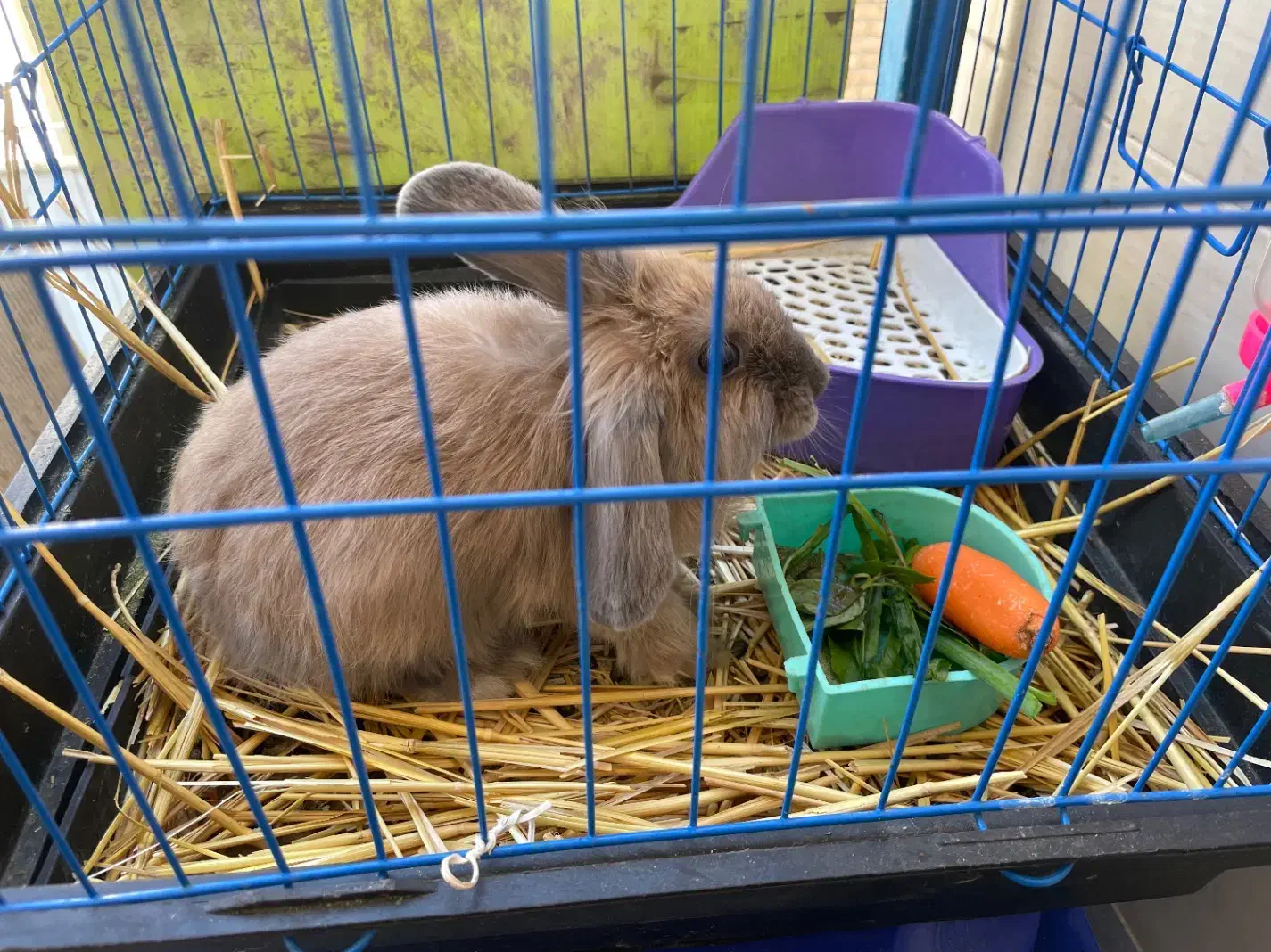 واگذاری خرگوش|موش و خرگوش|کرج, عظیمیه|دیوار