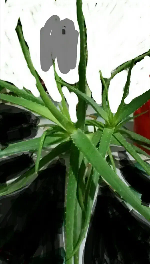 گل آلوورا|گل و گیاه طبیعی|ایذه, |دیوار