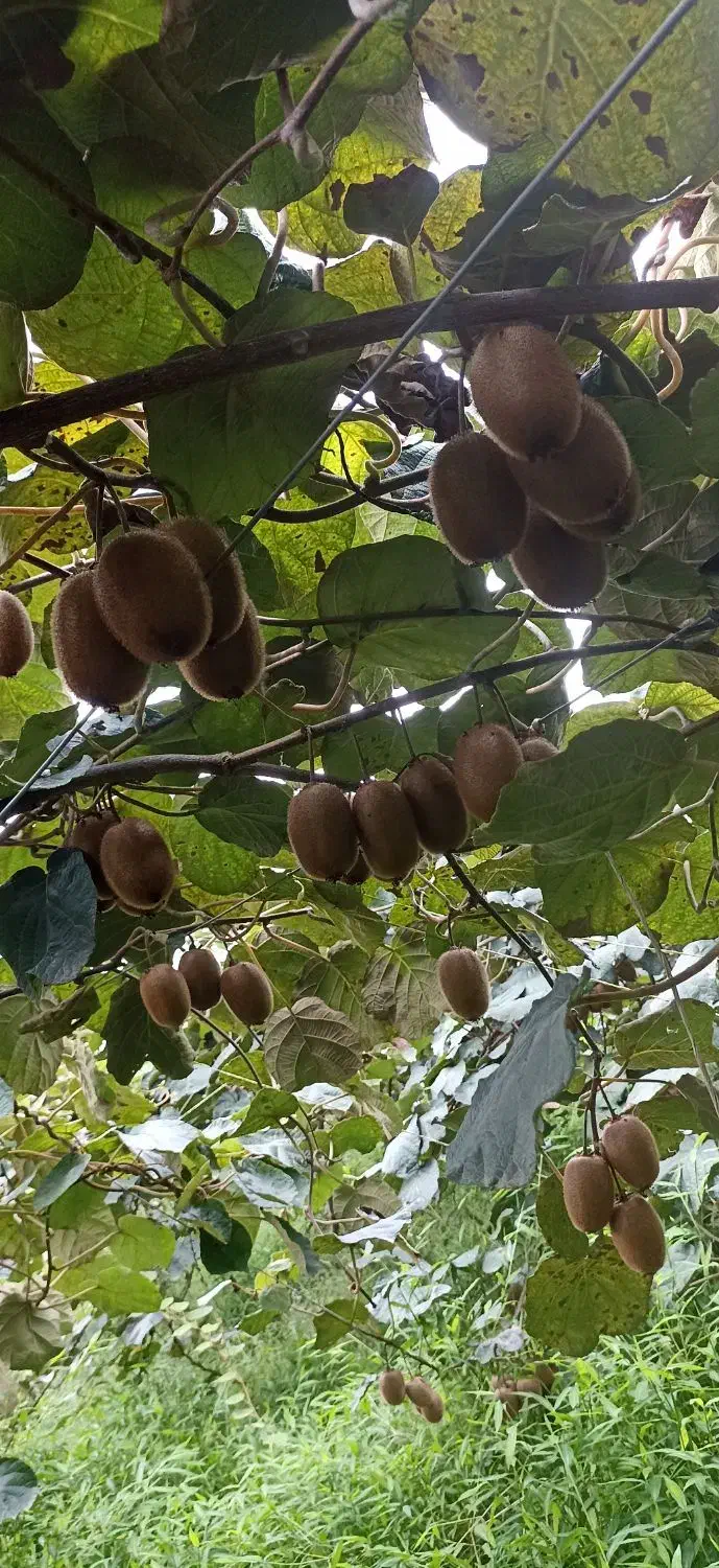 فروش کیوی درشت بالای ۹۰گرم|عمده‌فروشی|فومن, |دیوار