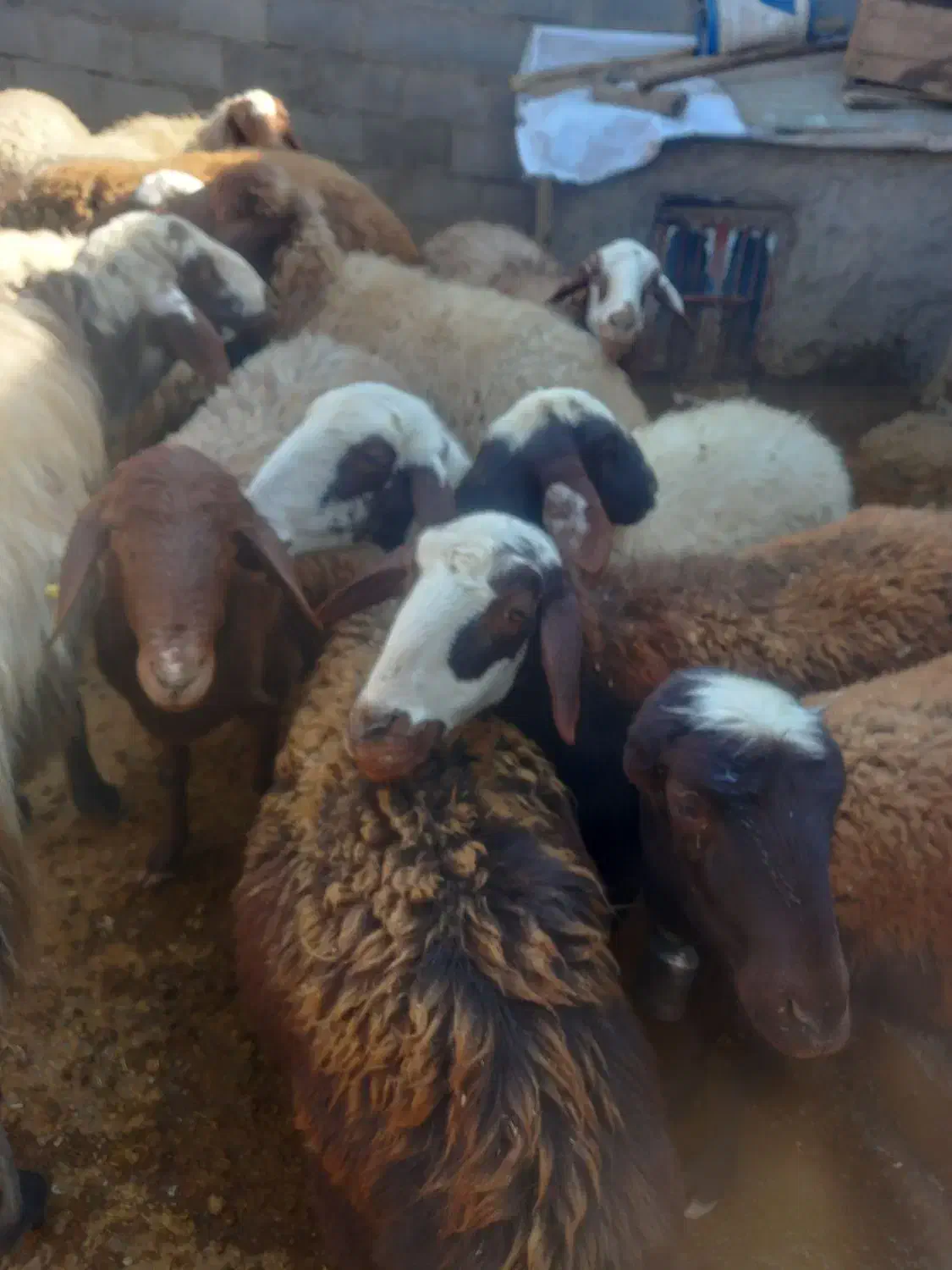 گوسفندداشتی|حیوانات مزرعه|بیرانوند, |دیوار