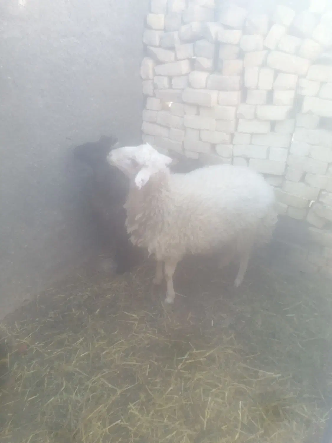 بره نر چاق|حیوانات مزرعه|خرامه, |دیوار