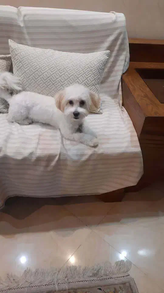 هانی خانم مهربان و تربیت شده|سگ|تهران, عباسآباد|دیوار