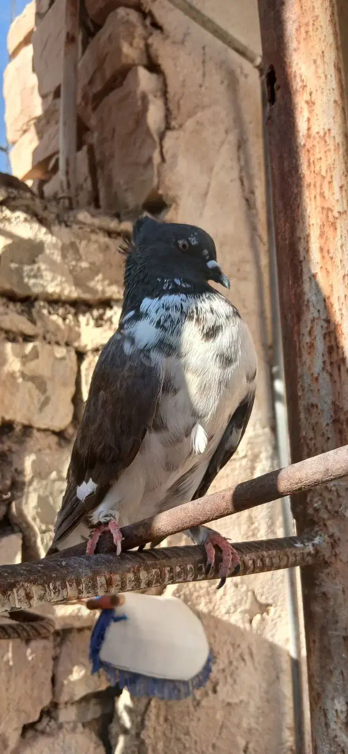 کبوتر پرشی|پرنده|مسجد سلیمان, |دیوار