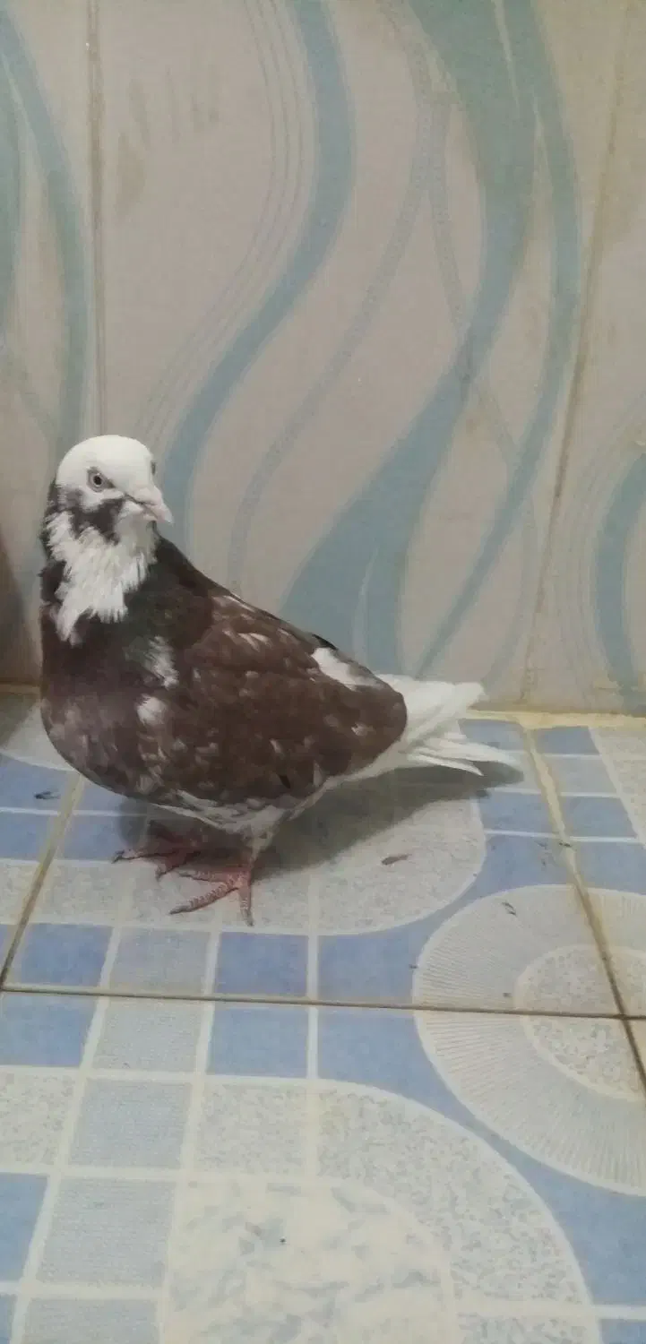 کبوتر قلاقی|پرنده|ملایر, |دیوار