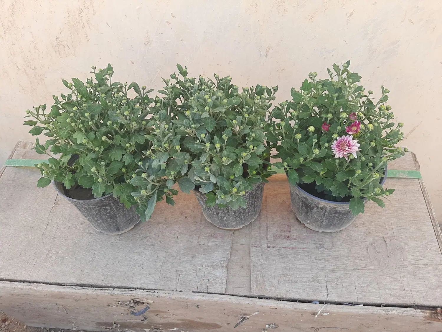 گل داودی ۵ رنگ،گلدان ۱۴،مناسب فضای سبز و ویلا|گل و گیاه طبیعی|کرج, چمران|دیوار
