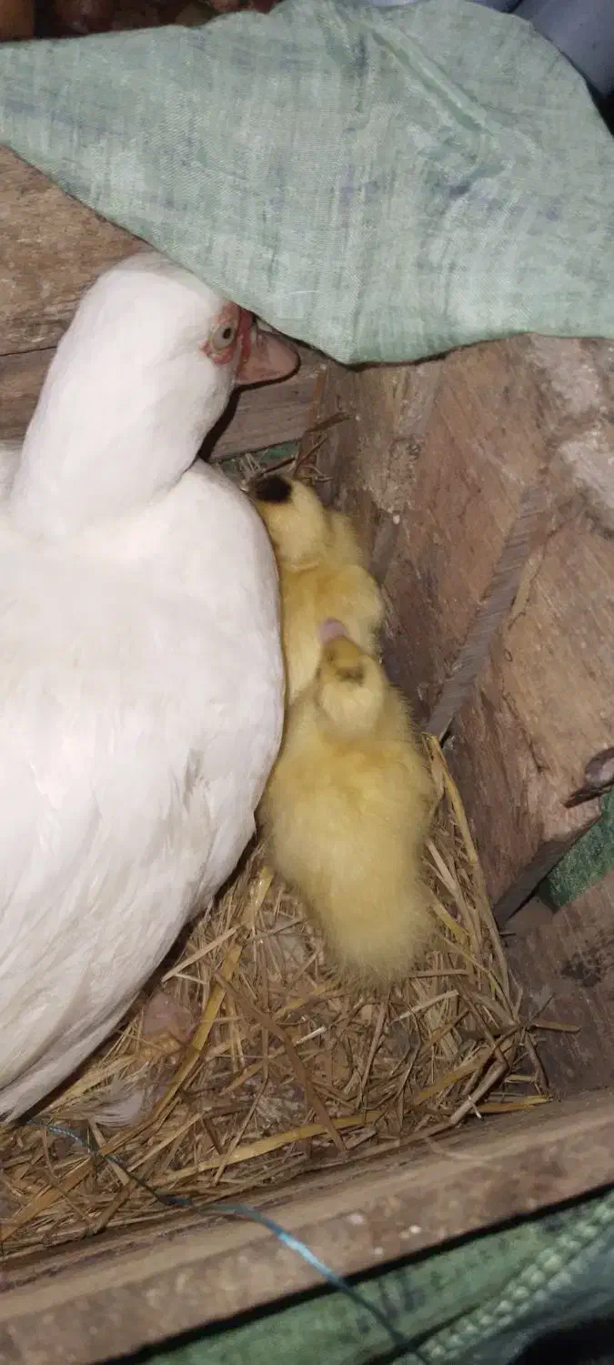 جوجه اردک اسرائیلی|حیوانات مزرعه|سنگر, |دیوار