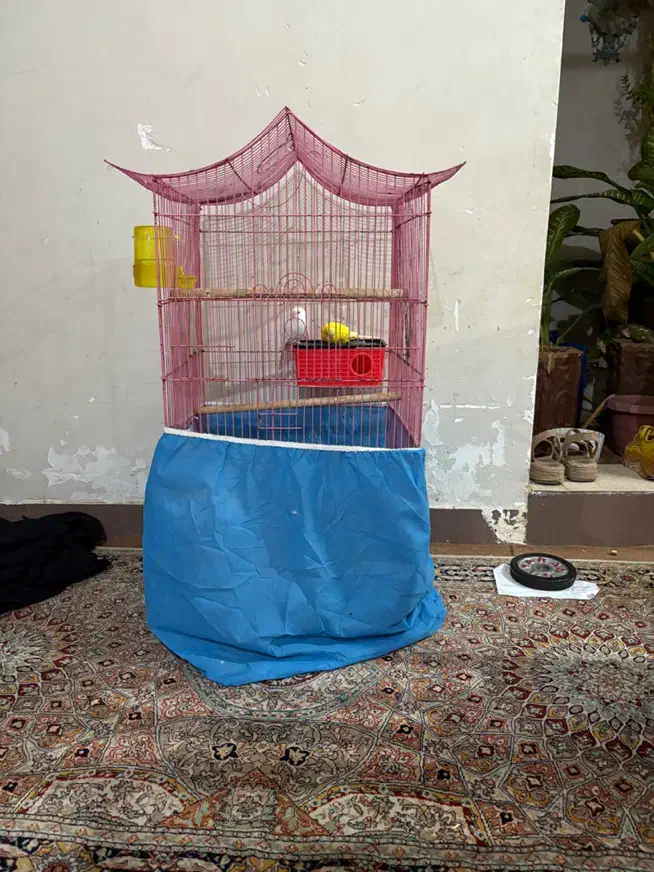 جفت مرغ عشق هلندی چشم قرمز|پرنده|اهواز, فدک|دیوار