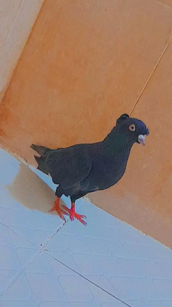 کفتر|پرنده|داراب, |دیوار