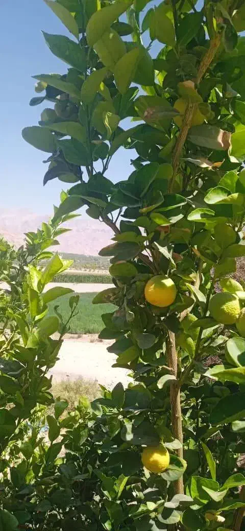 باغ|فروش زمین و ملک کلنگی|داراب, |دیوار
