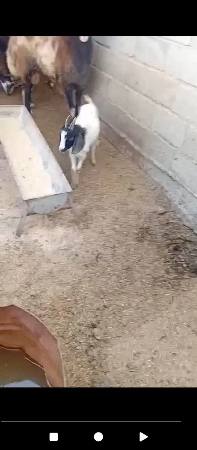 فروش بزغاله نر|حیوانات مزرعه|گمیشان, |دیوار