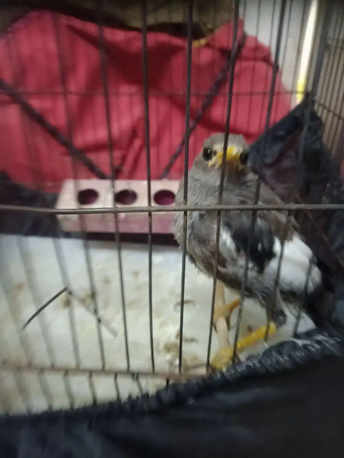 جوجه مرغ مینا سخنگو سالم بازی گوش|پرنده|بم, |دیوار