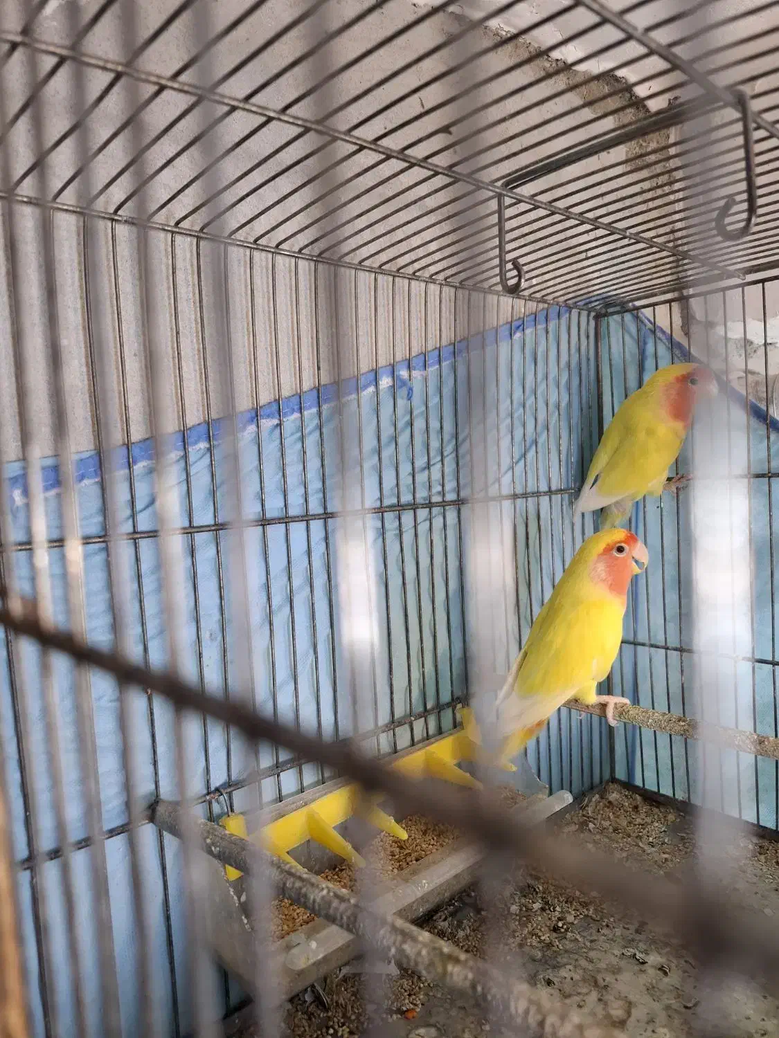 جفت برزیلی مولد|پرنده|قائمشهر, |دیوار