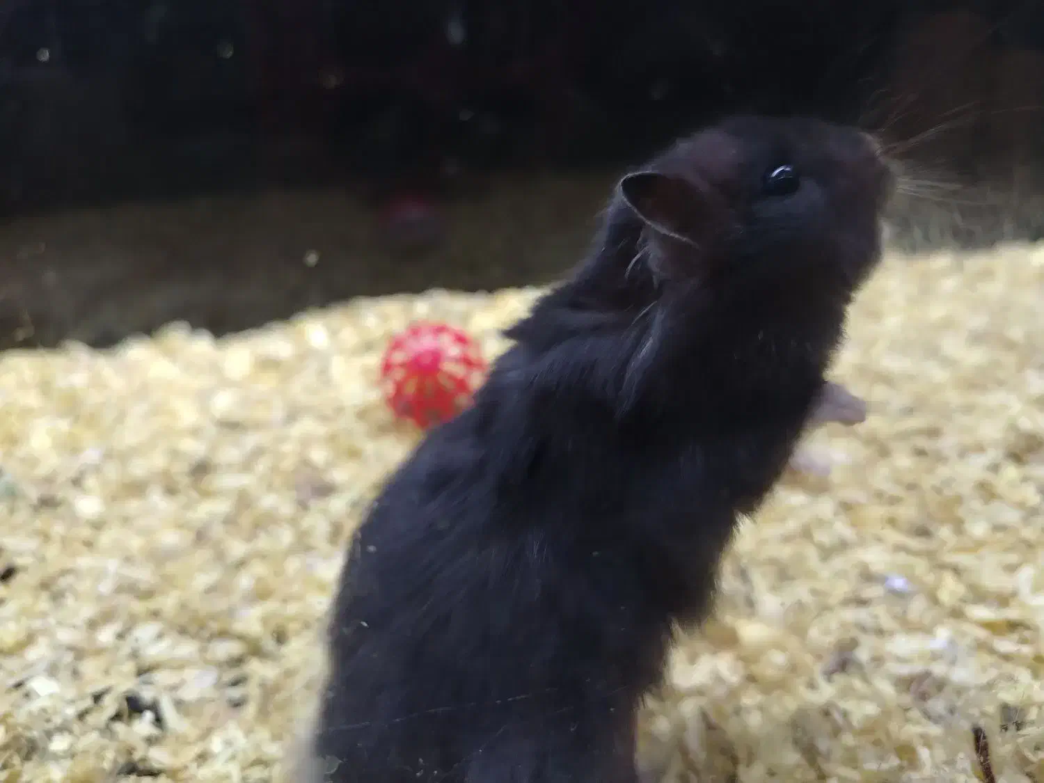 همستر|موش و خرگوش|کرج, کیانمهر|دیوار