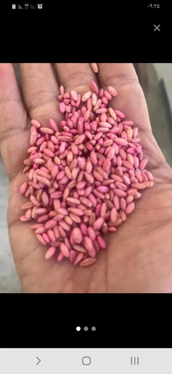 بذرگندم باران  دیم بوجار شده وسم زده کیسه|خدمات باغبانی و درختکاری|زالیان, |دیوار