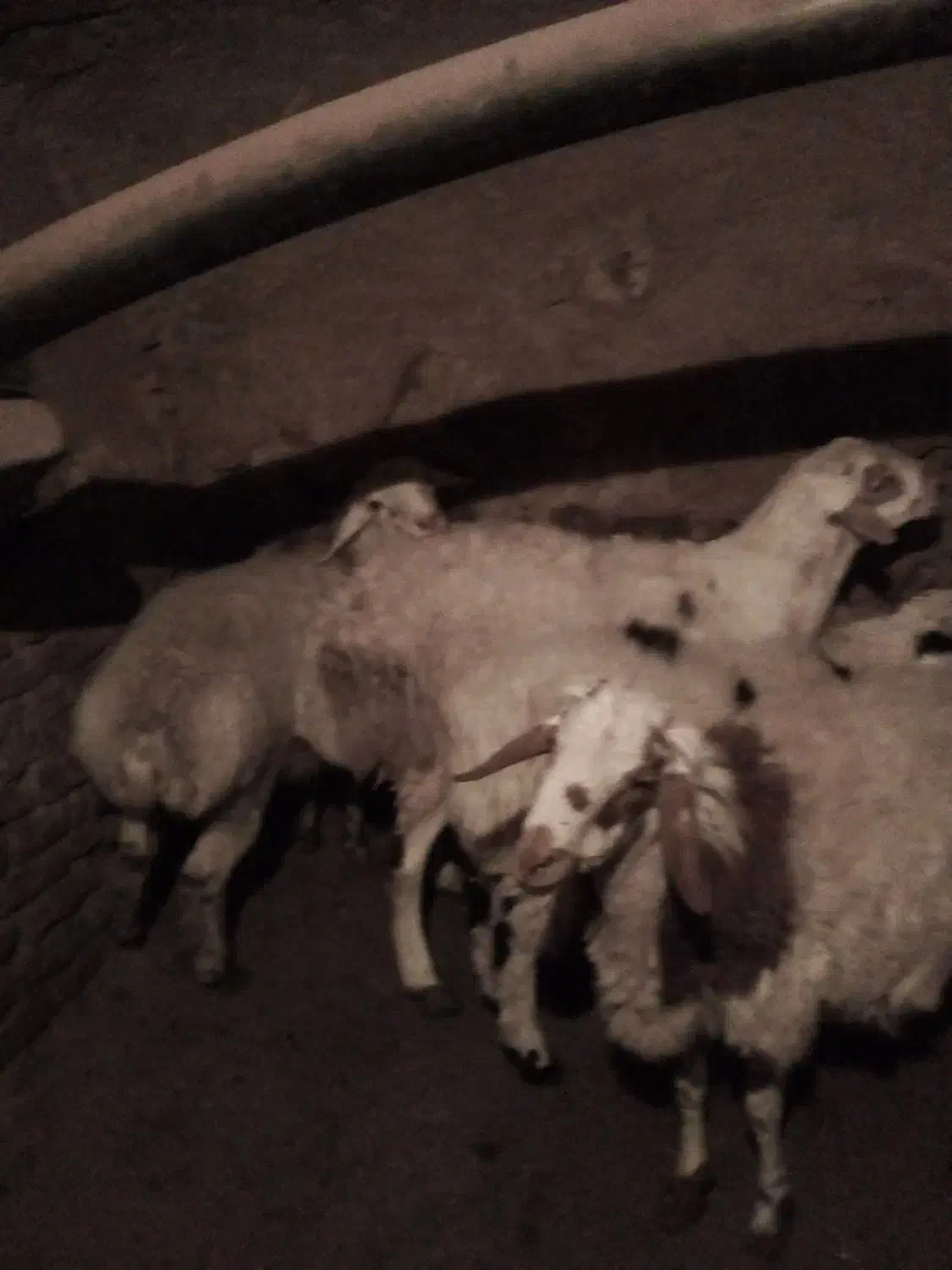 بره‌چاق|حیوانات مزرعه|قائن, |دیوار