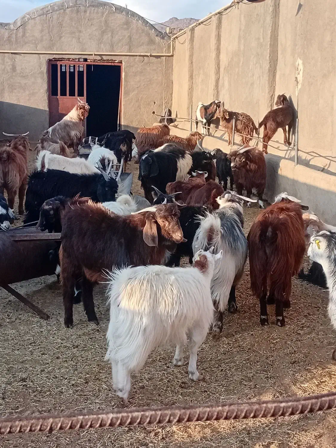 کره نر وماده|حیوانات مزرعه|نیر (یزد), |دیوار