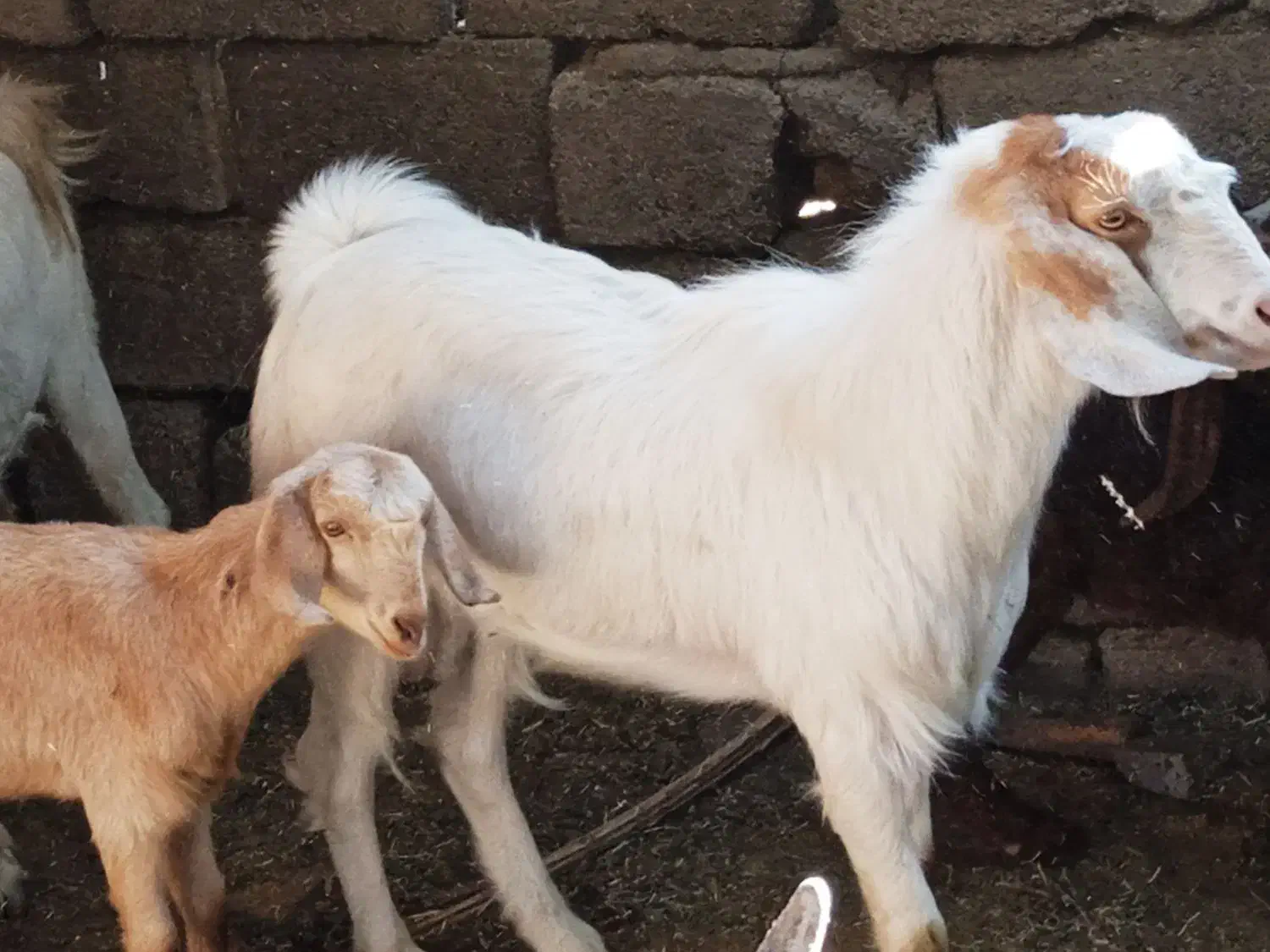 نری|حیوانات مزرعه|بم, |دیوار