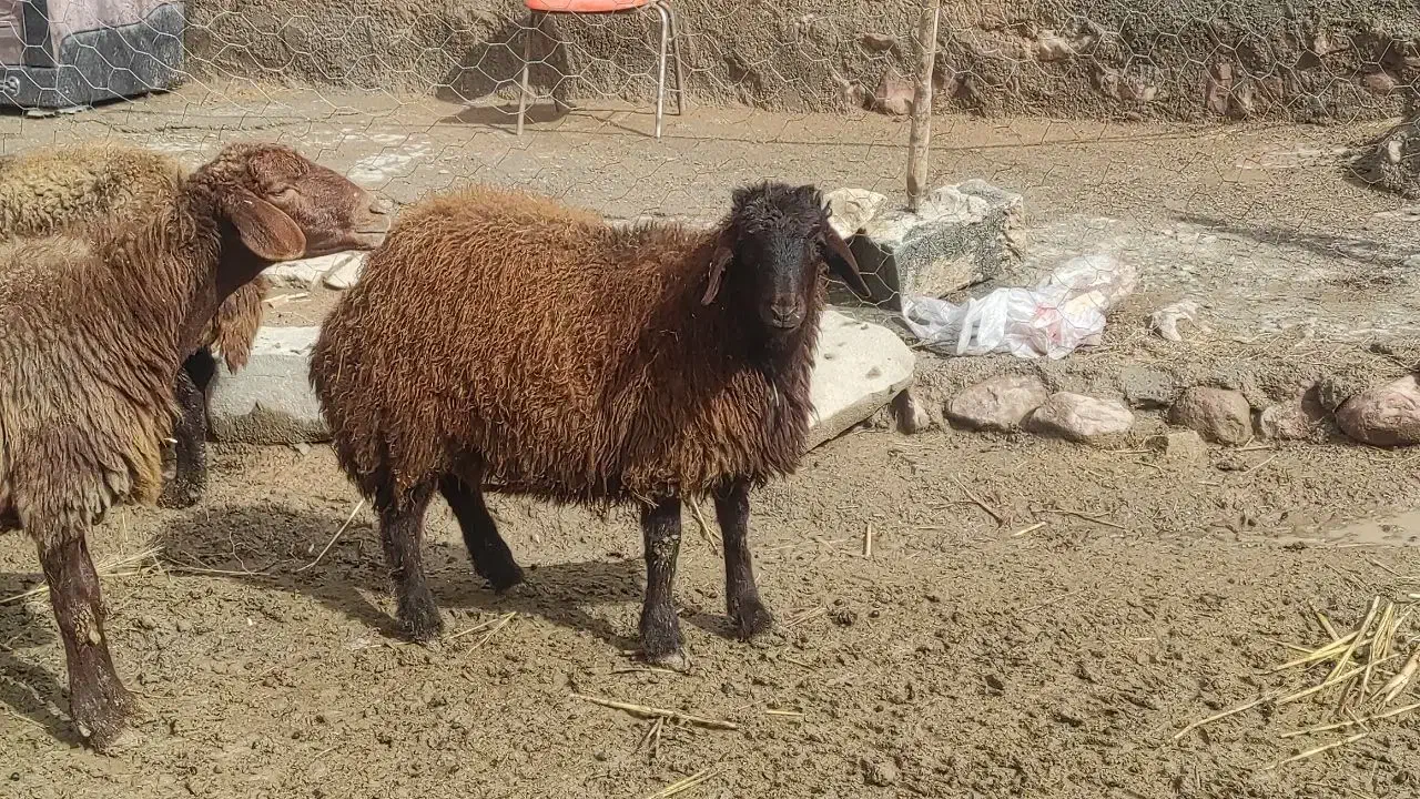 بره نر همو|حیوانات مزرعه|سرولایت, |دیوار