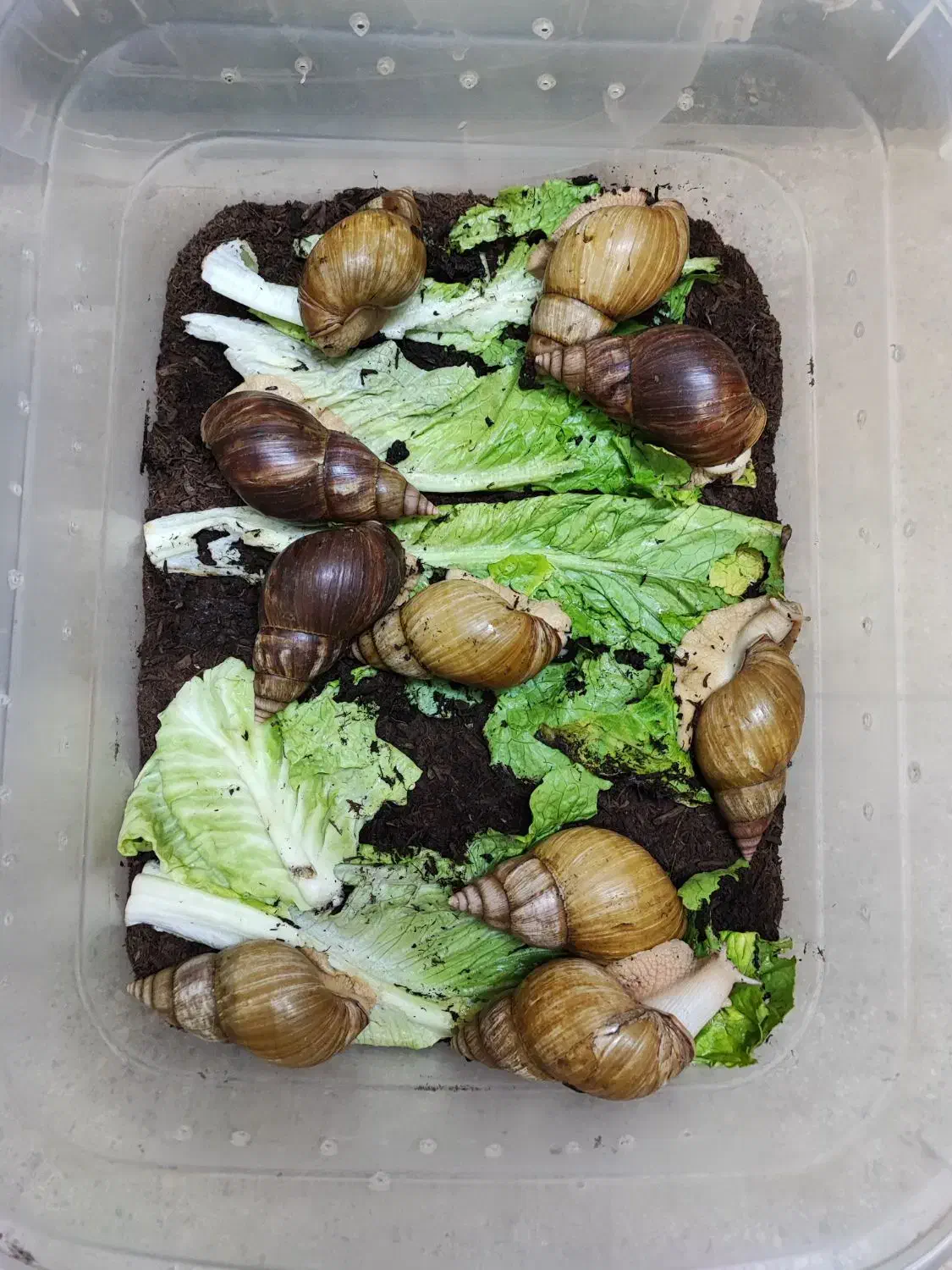 فروش فوری حلزون سوپر مولد و مولد|خزنده|قم, بنیاد|دیوار