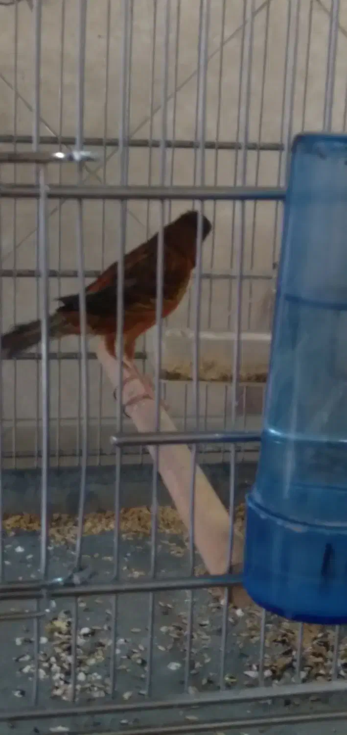 سره و قناره|پرنده|فردیس, شهرک شهید حسینی|دیوار