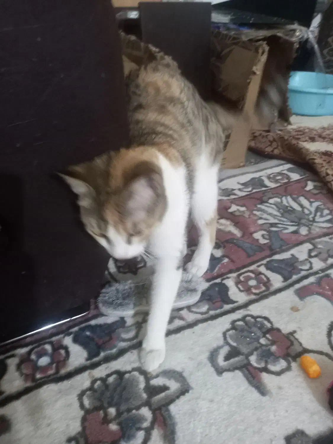 واگذاری گربه|گربه|صائین قلعه, |دیوار