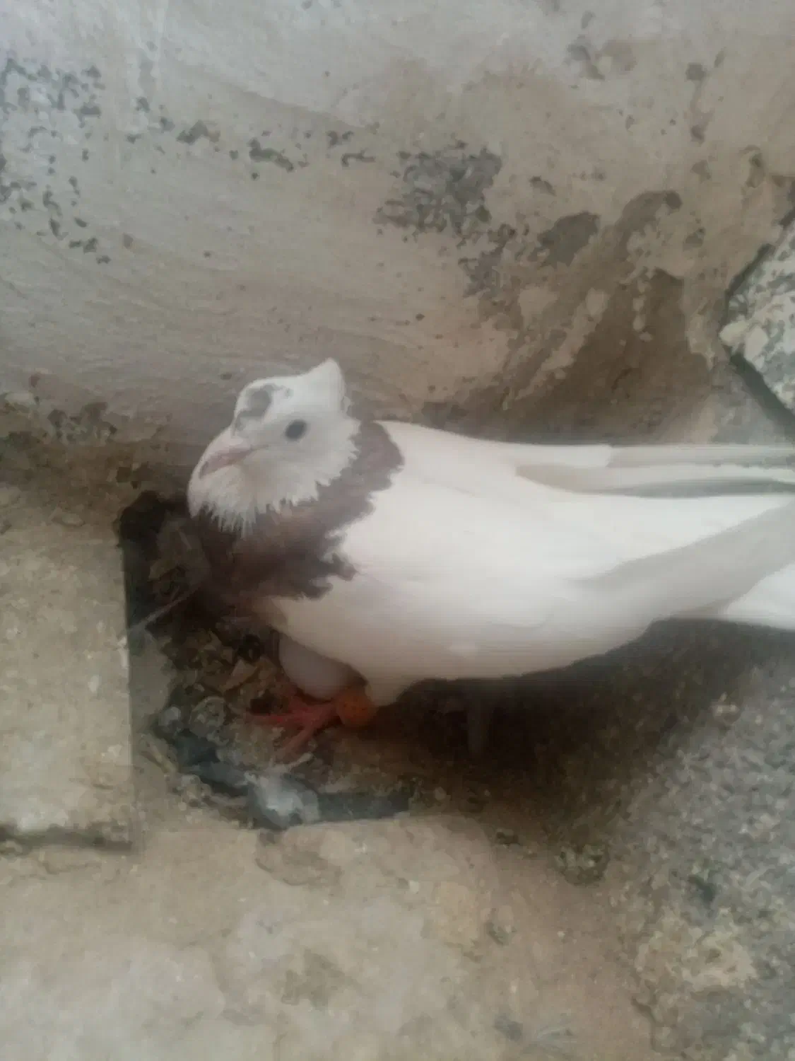 کفتر دسته 9 تای طوقی همه هوایی|پرنده|شیراز, آبیاری|دیوار