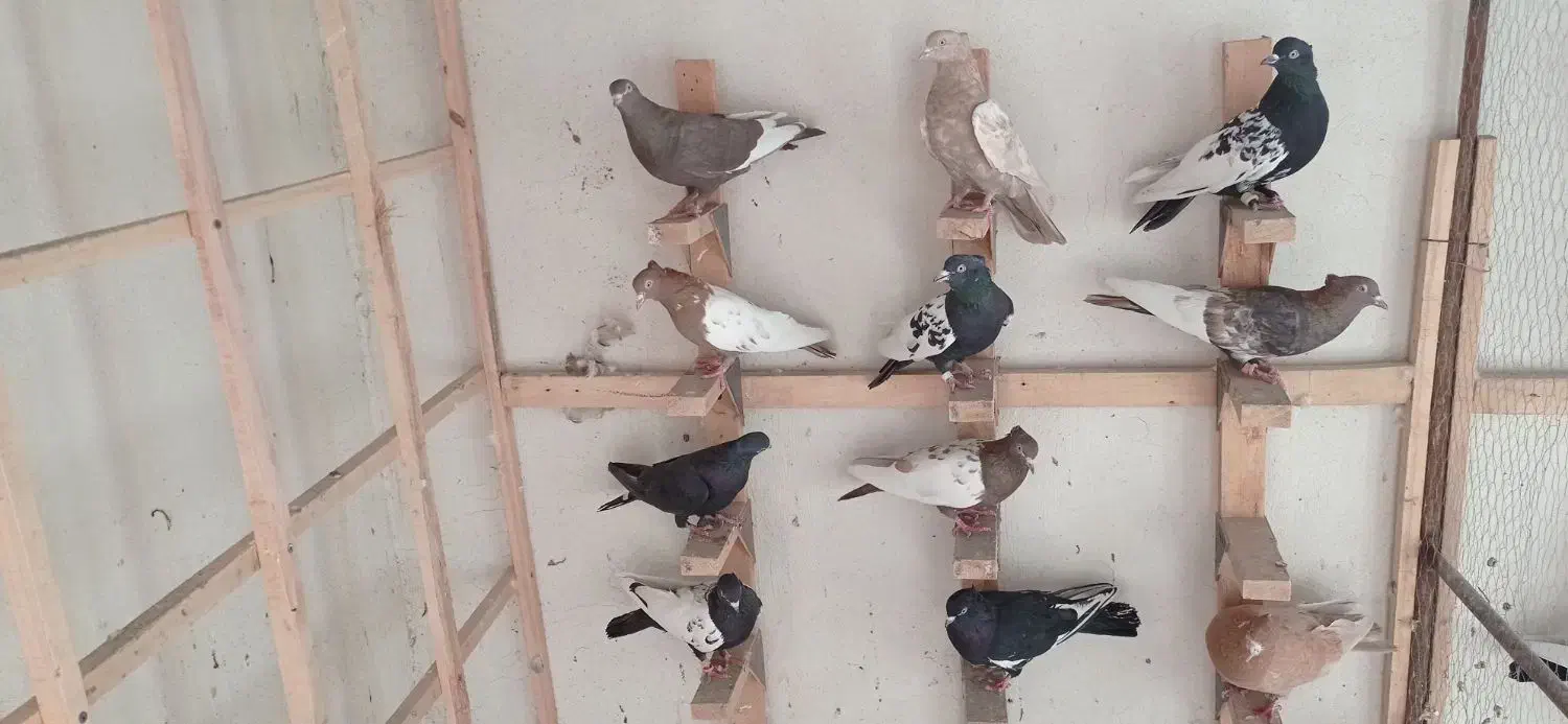 کفتر سینه .دمبی.زرد|پرنده|شیراز, کوشک میدان|دیوار