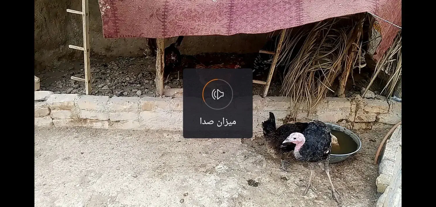 فروش بوقلمون|حیوانات مزرعه|کازرون, |دیوار