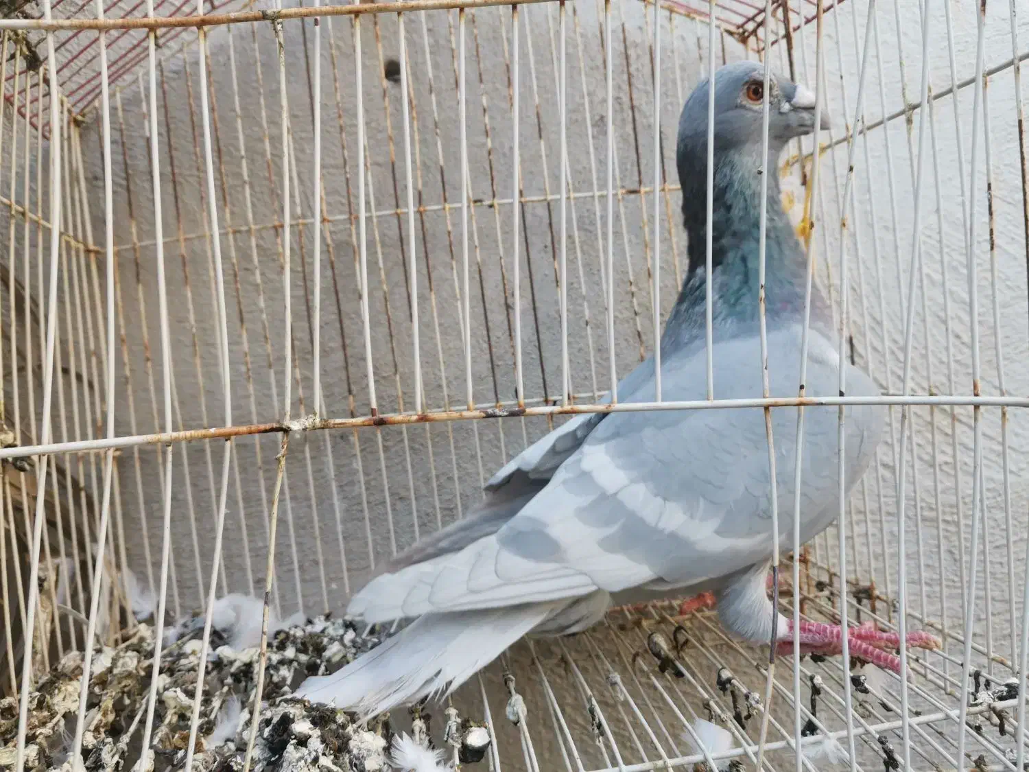 کبوتر الماسی خط سفید نر|پرنده|فراشبند, |دیوار