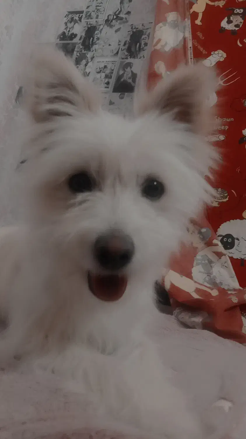 سگ شیتزو|سگ|کرمان, |دیوار