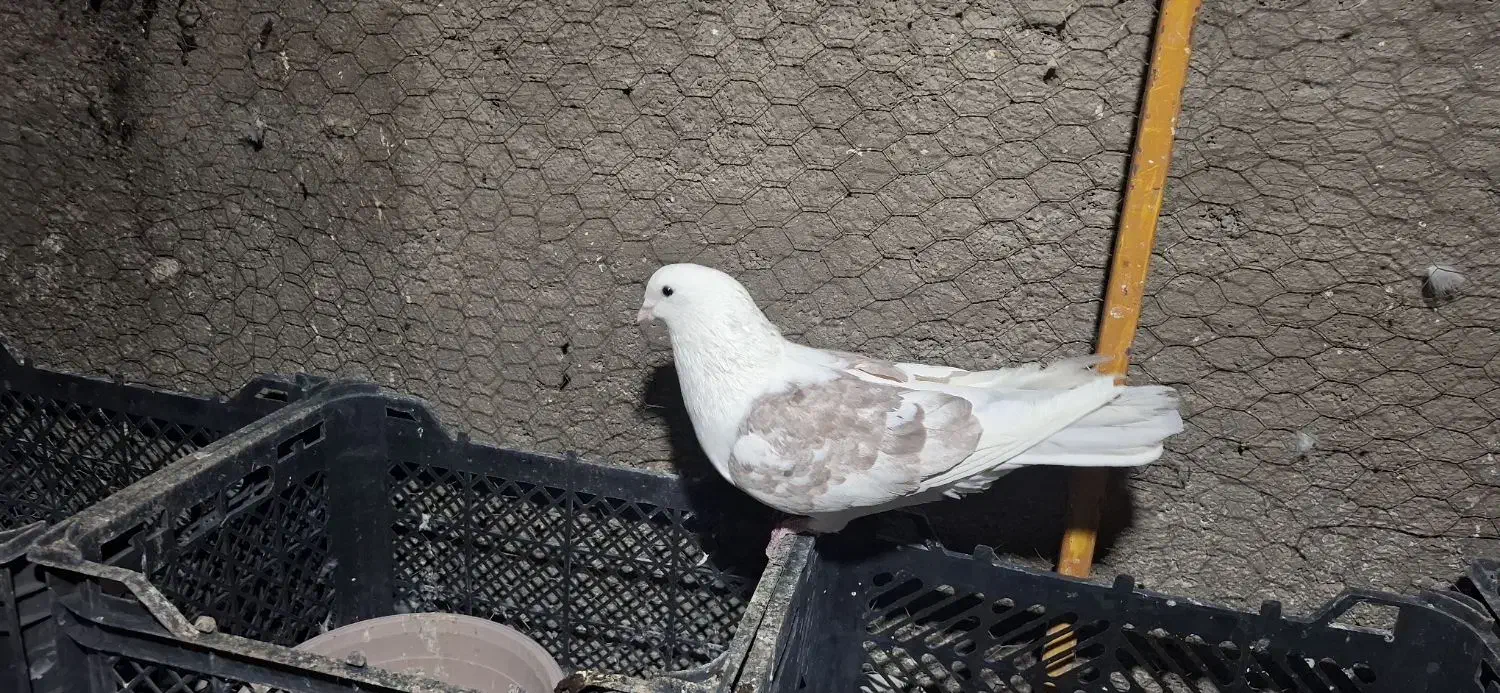 ماده طوقی و ی کت قرمز|پرنده|ساوه, |دیوار