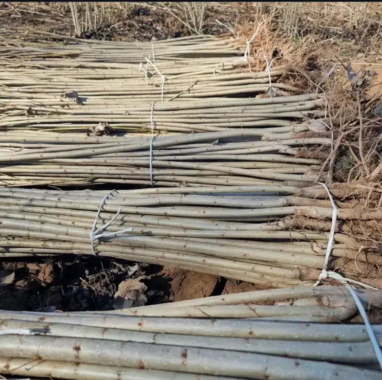 نهال صنوبر نیگ ترکیه پاشاپور|گل و گیاه طبیعی|تبریز, |دیوار